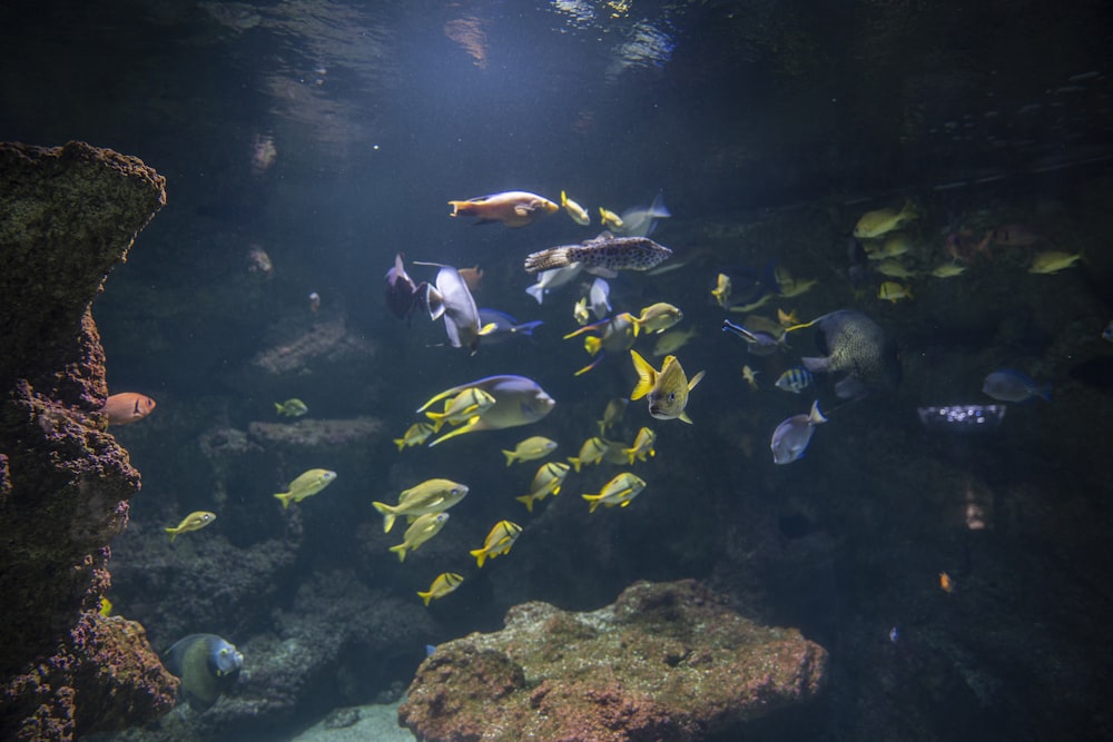 a school of fish swimming in the ocean