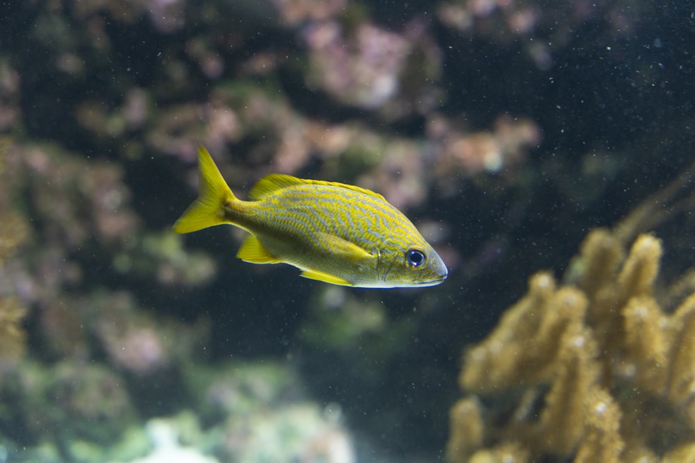 a yellow fish swimming in the water
