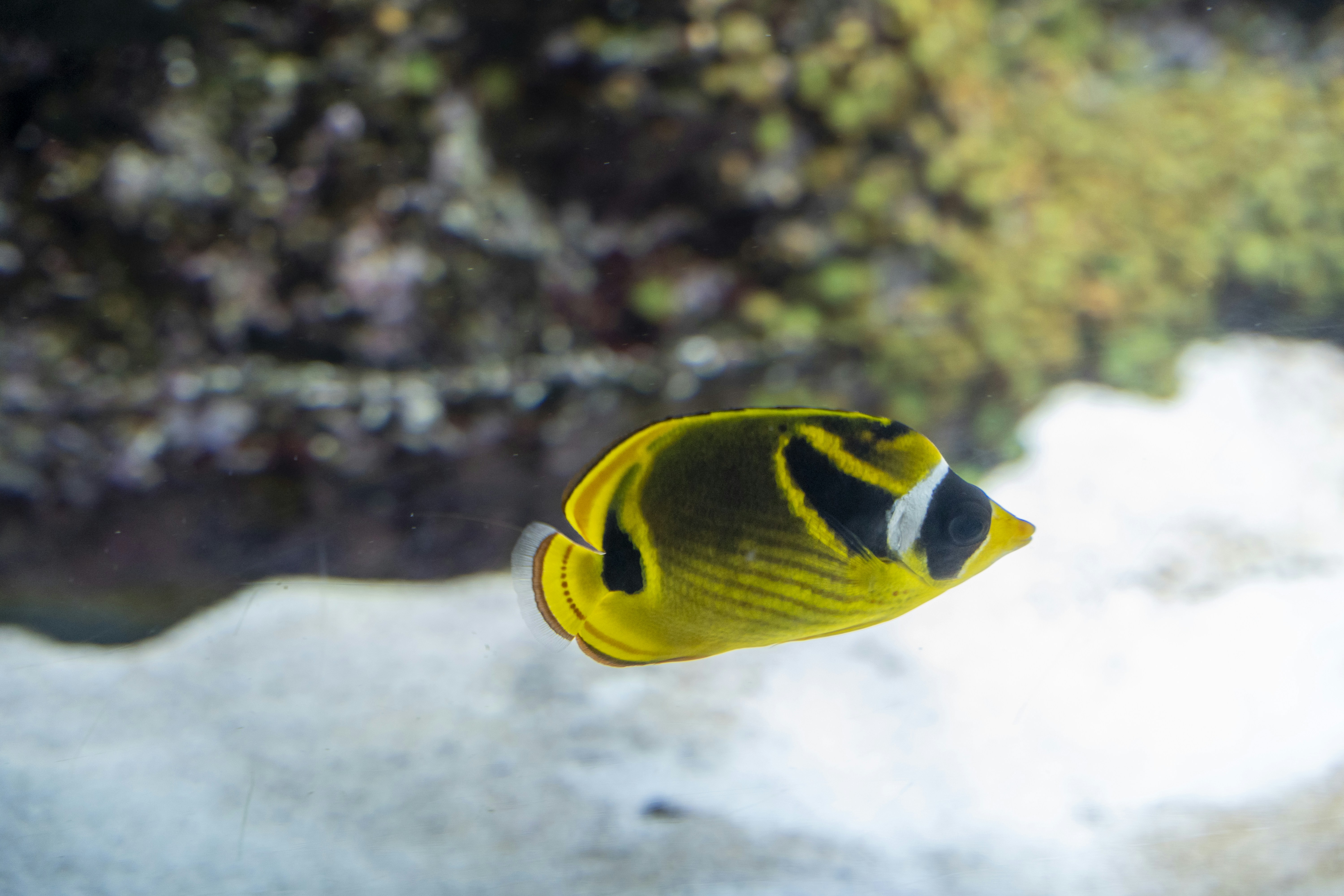 Fotomural a fish swimming in water