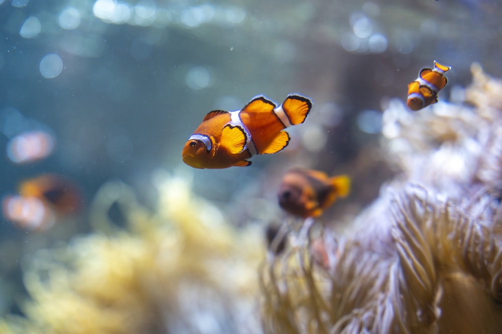 a group of colorful fish swimming in water