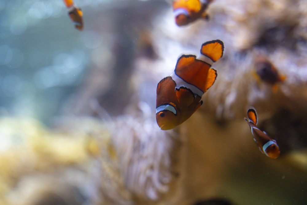 a group of fish swimming in the water