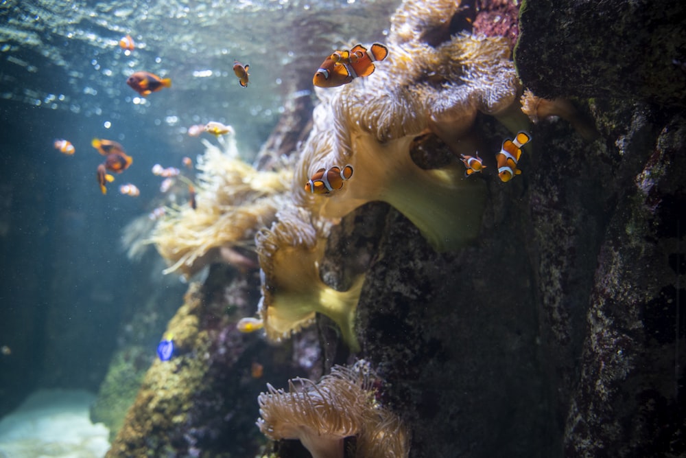 a school of fish swimming in the water