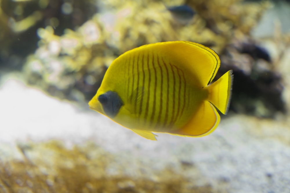 a yellow fish swimming in the water