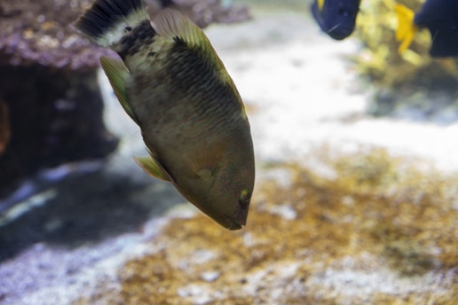 a fish swimming in the water