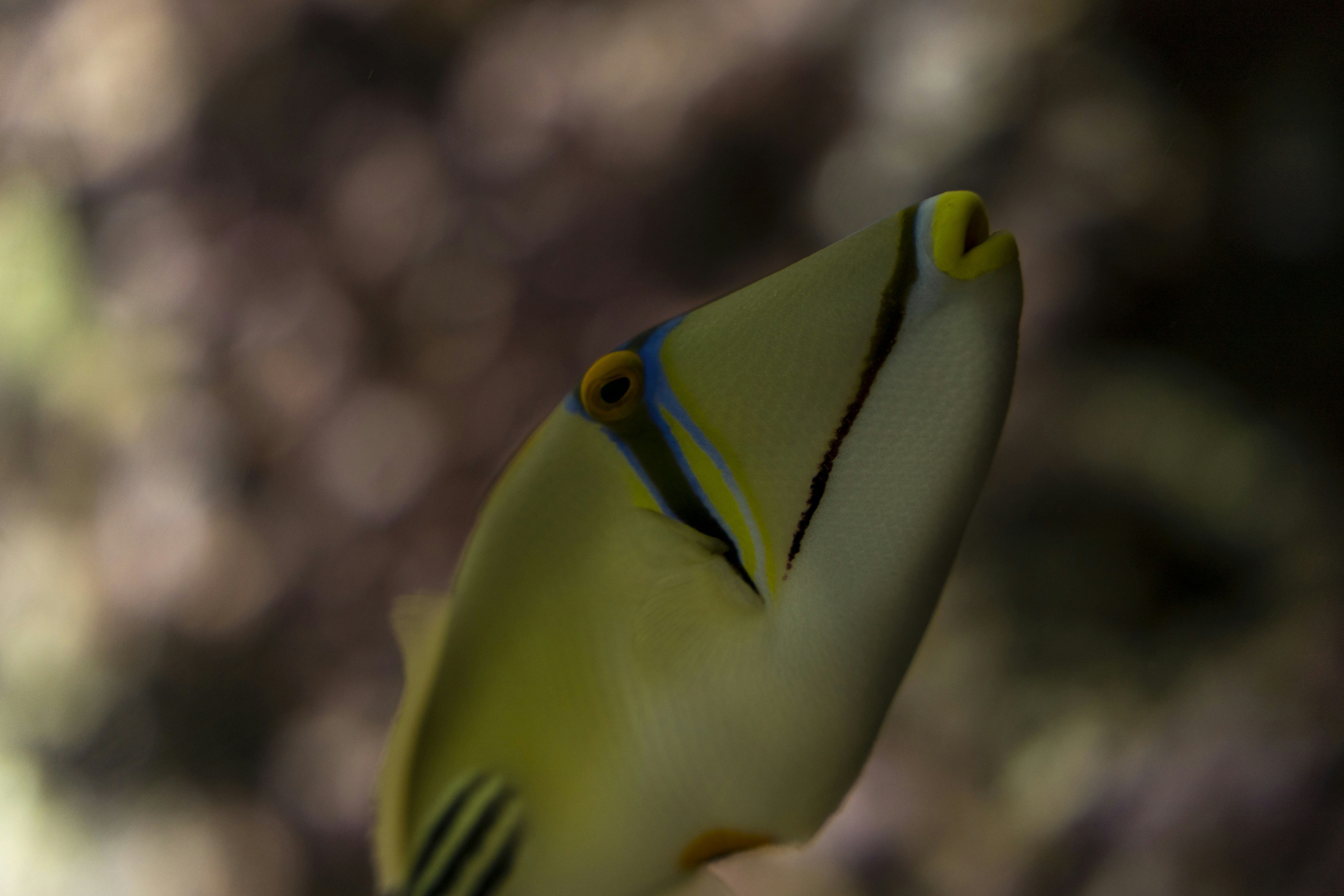 Close-up ikan