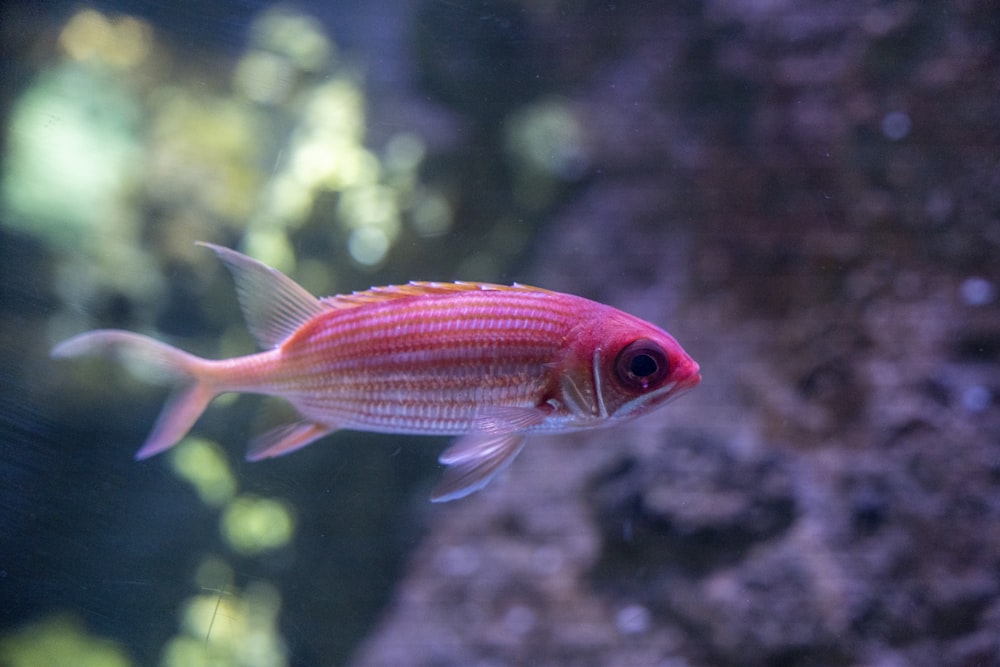 a red fish swimming in water