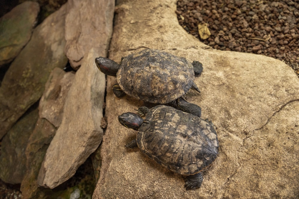 a couple of turtles on a rock