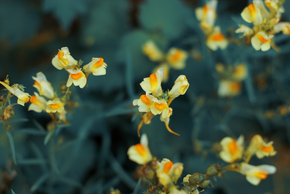 식물에 노란 꽃