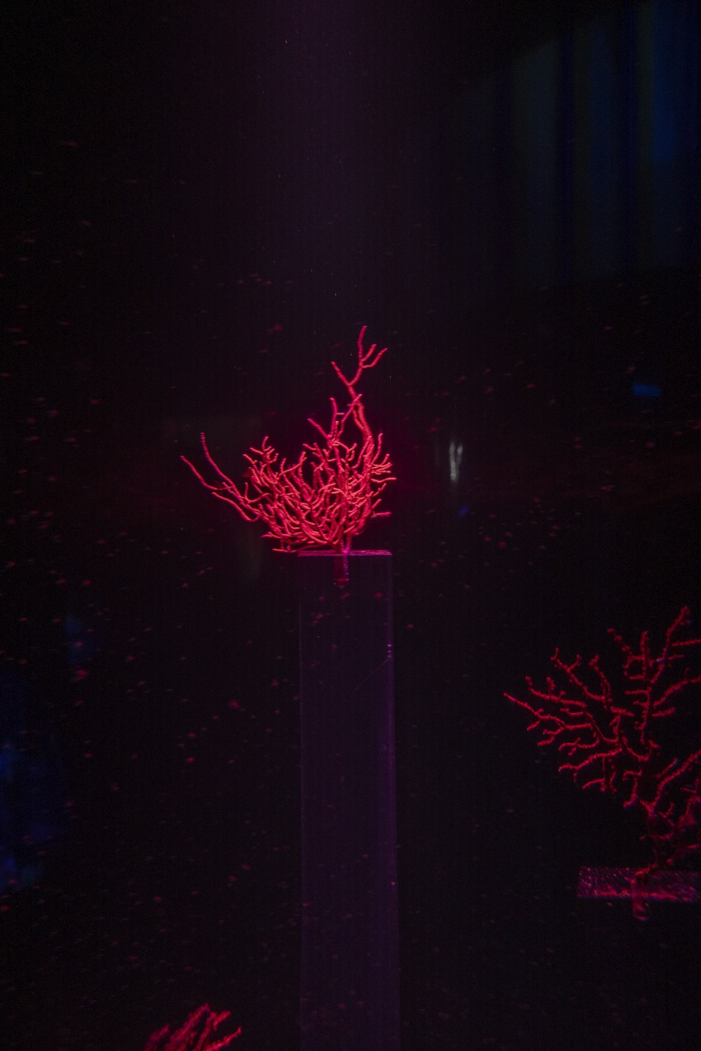 a group of red flowers in a dark room