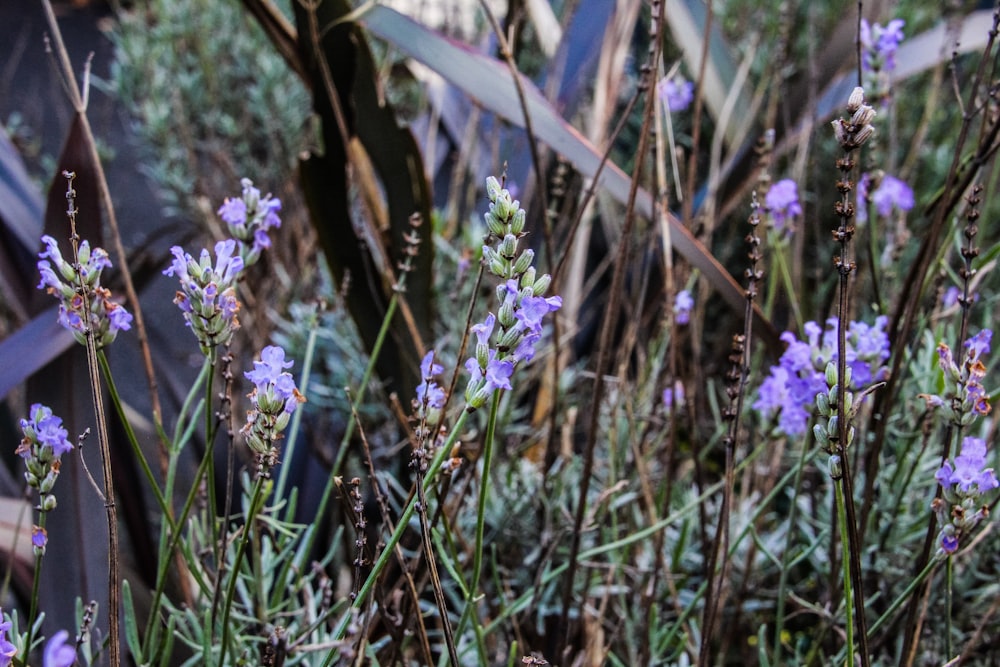 a close up of purple flowers