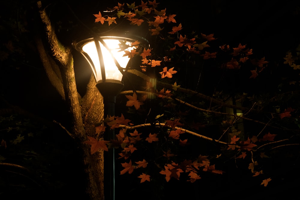 a lamp on a tree