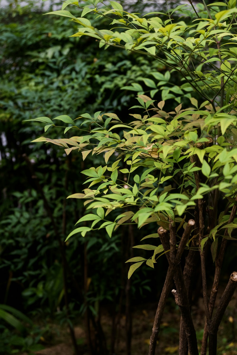 a close-up of some plants