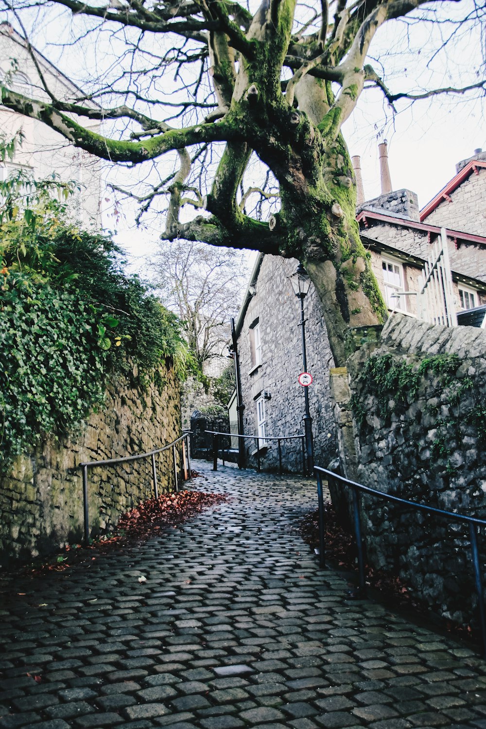 a stone path with a tree and buildings on either side of it