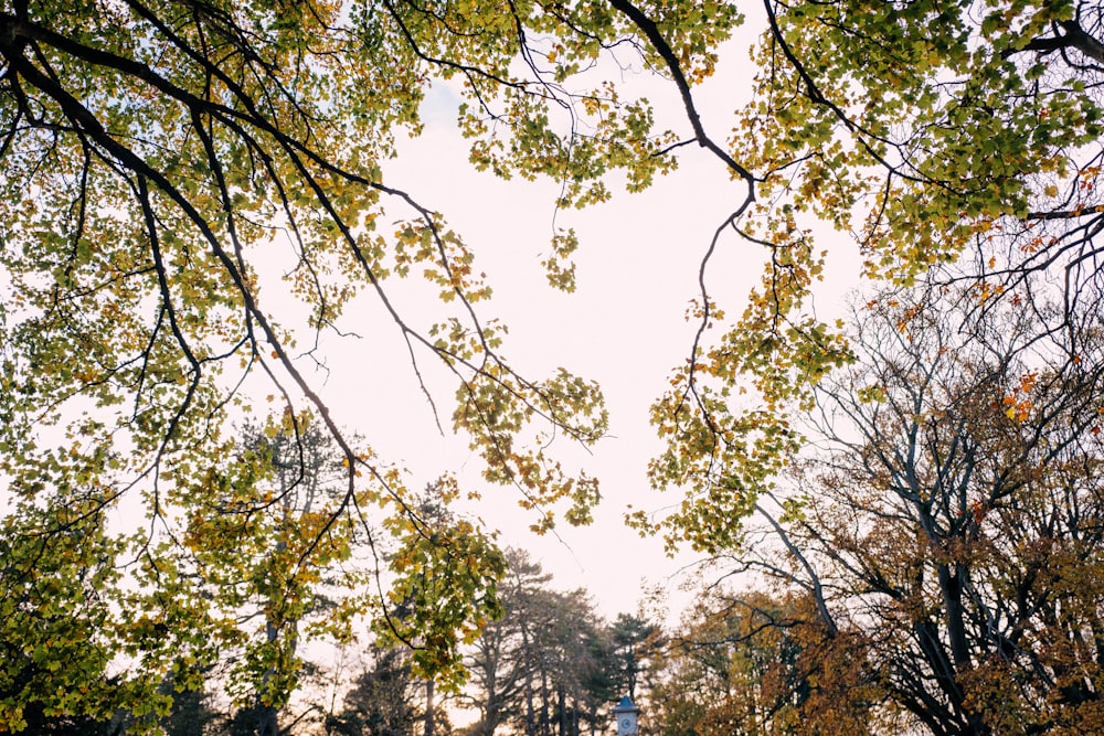 a group of trees