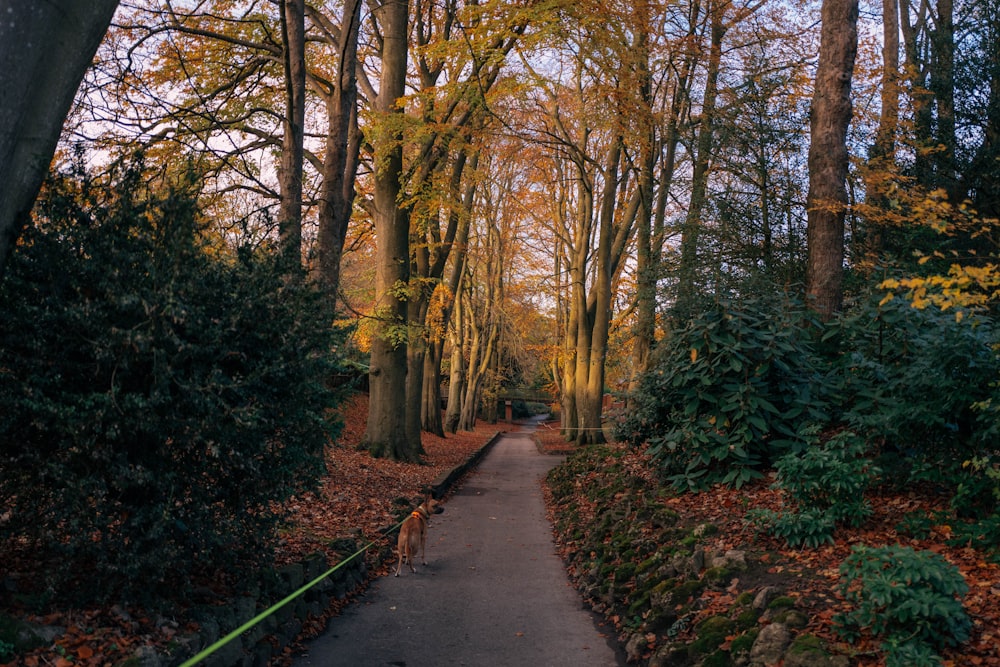 a dog walking on a path in a forest