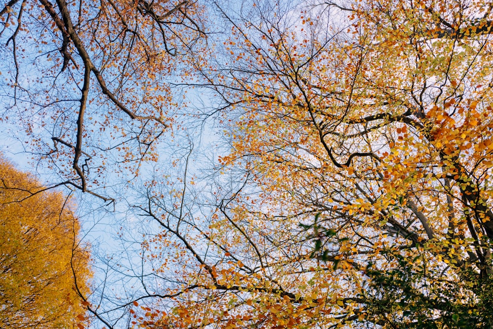 trees with yellow leaves