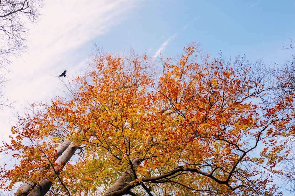 a bird flying over a tree