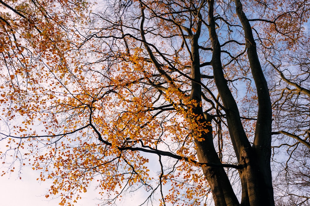 a tree with orange leaves