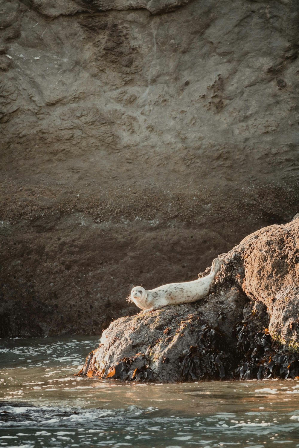 a group of white animals on a rock by water