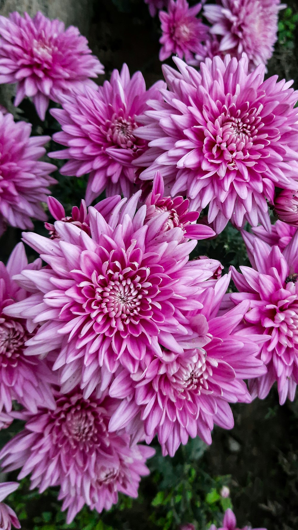 a group of pink flowers