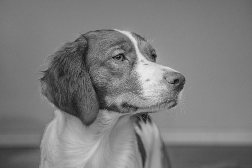 a dog with a person's face