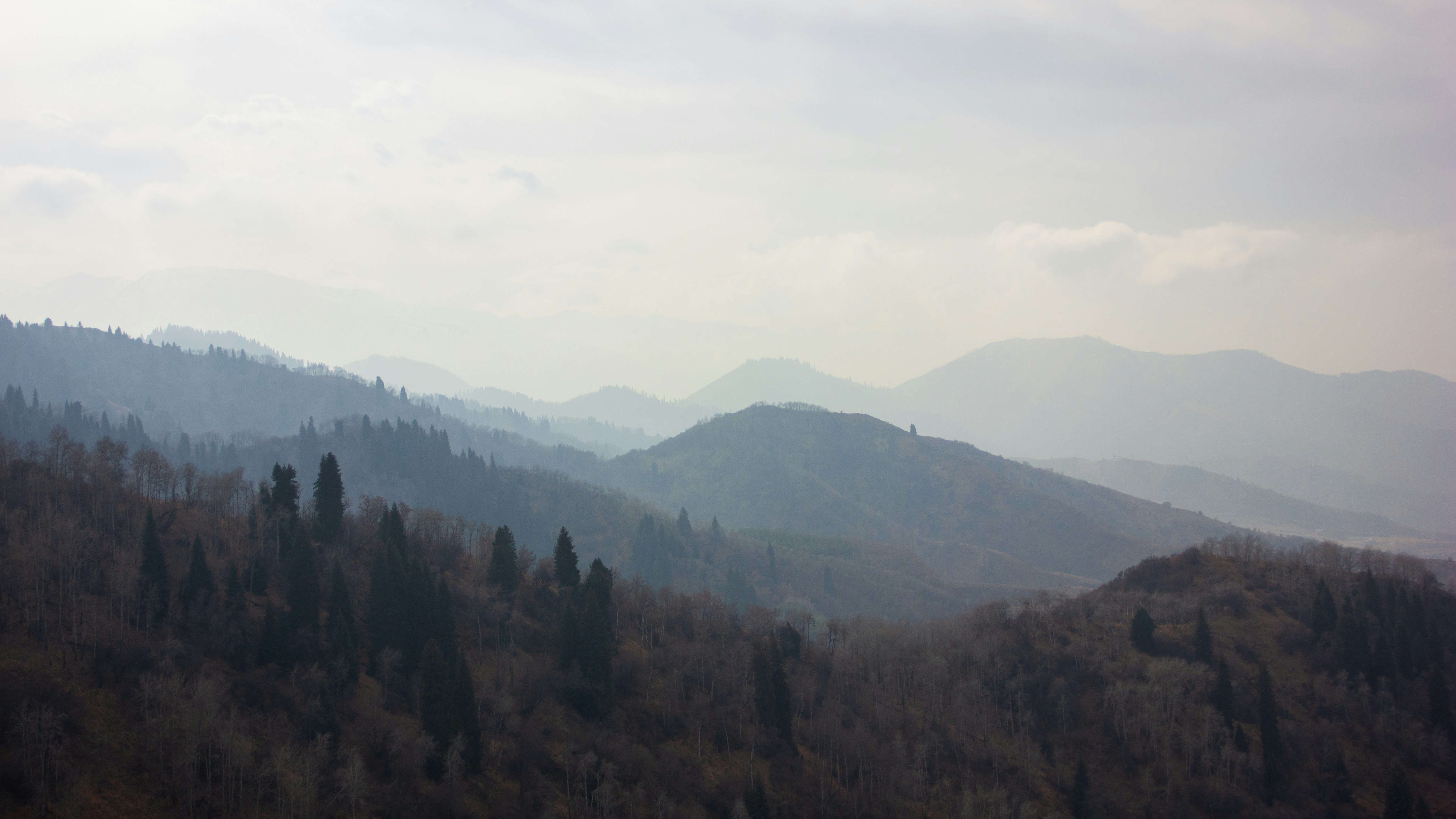a landscape with trees and mountains in the back