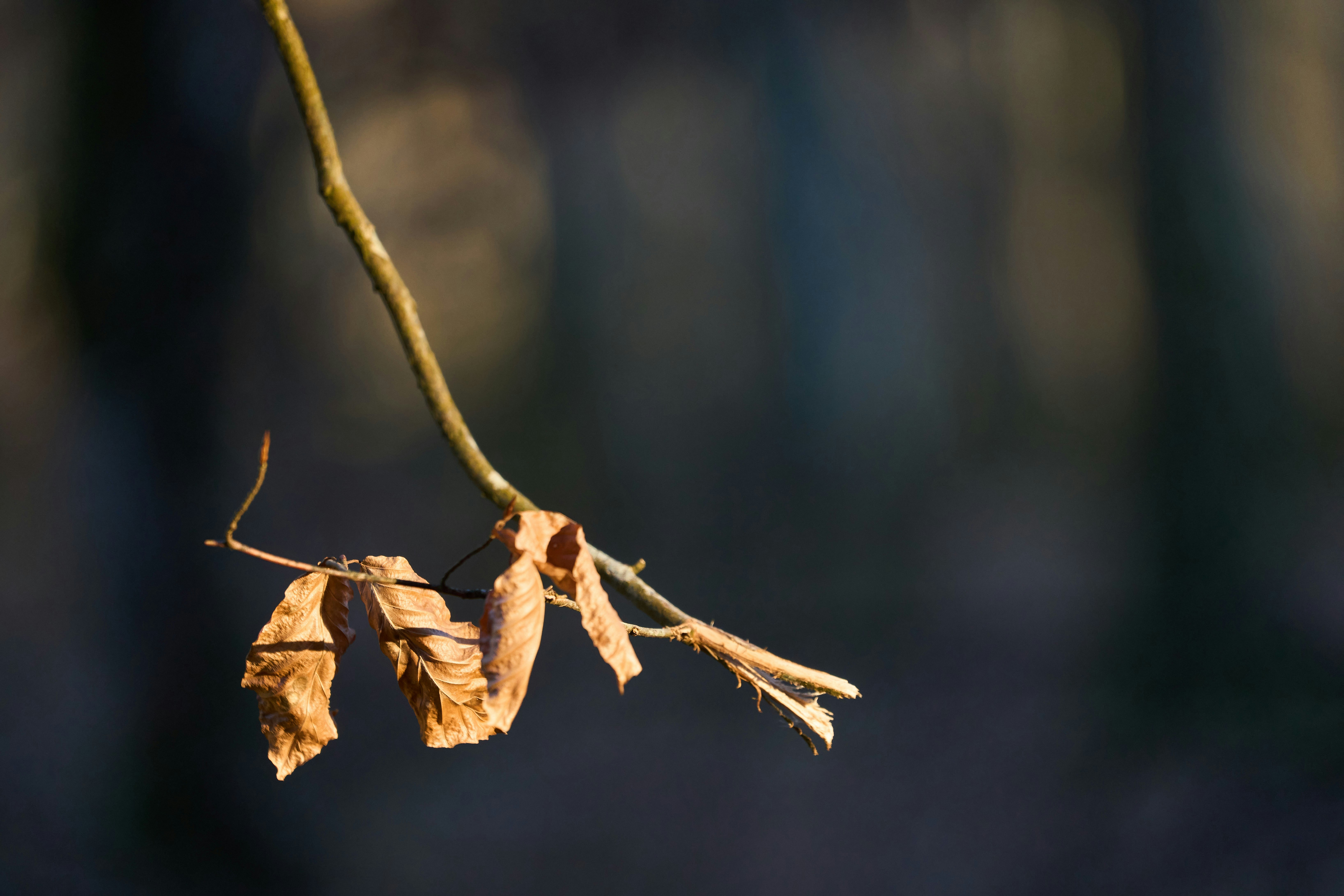 Photo by wolfgang_hasselmann