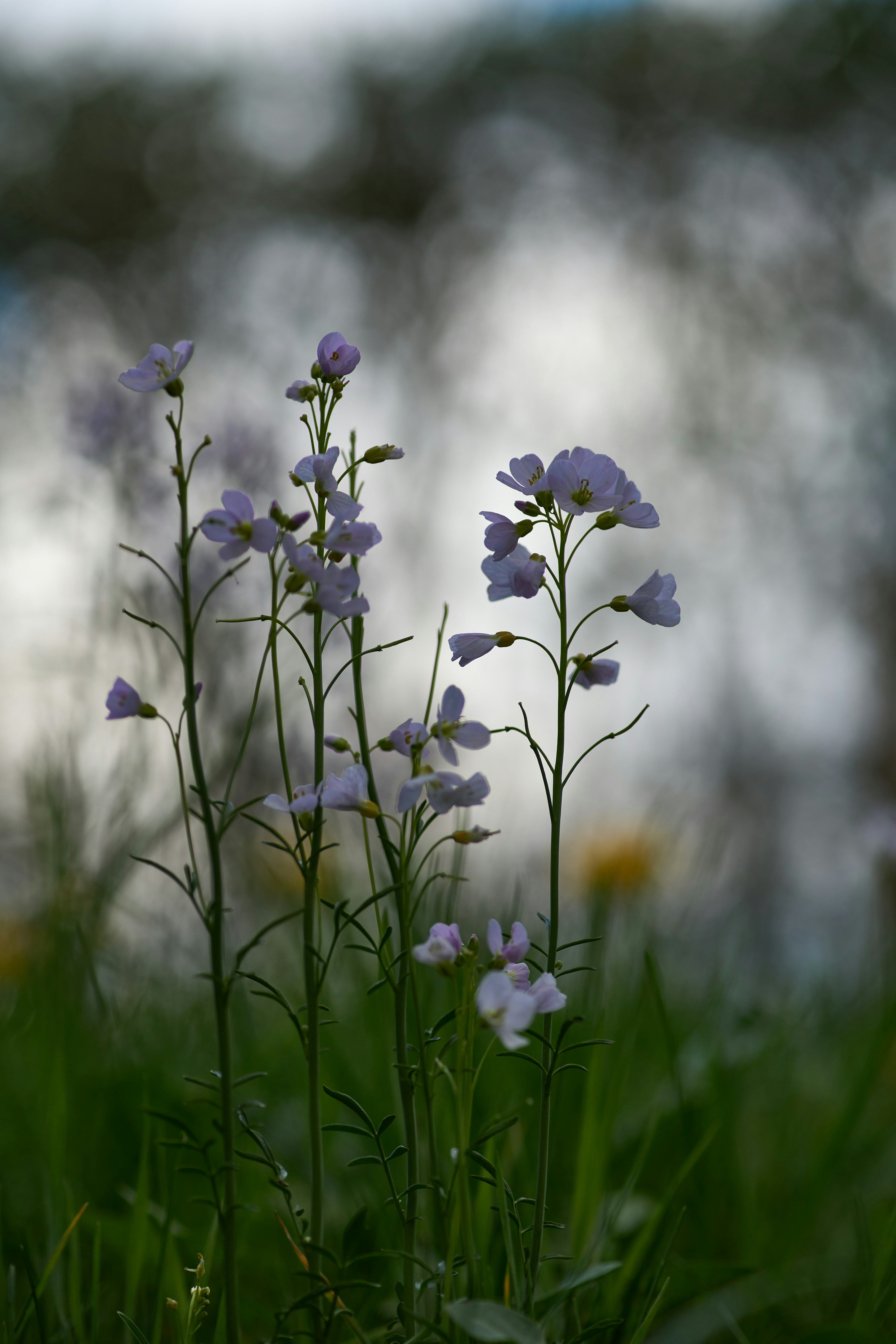 Photo by wolfgang_hasselmann