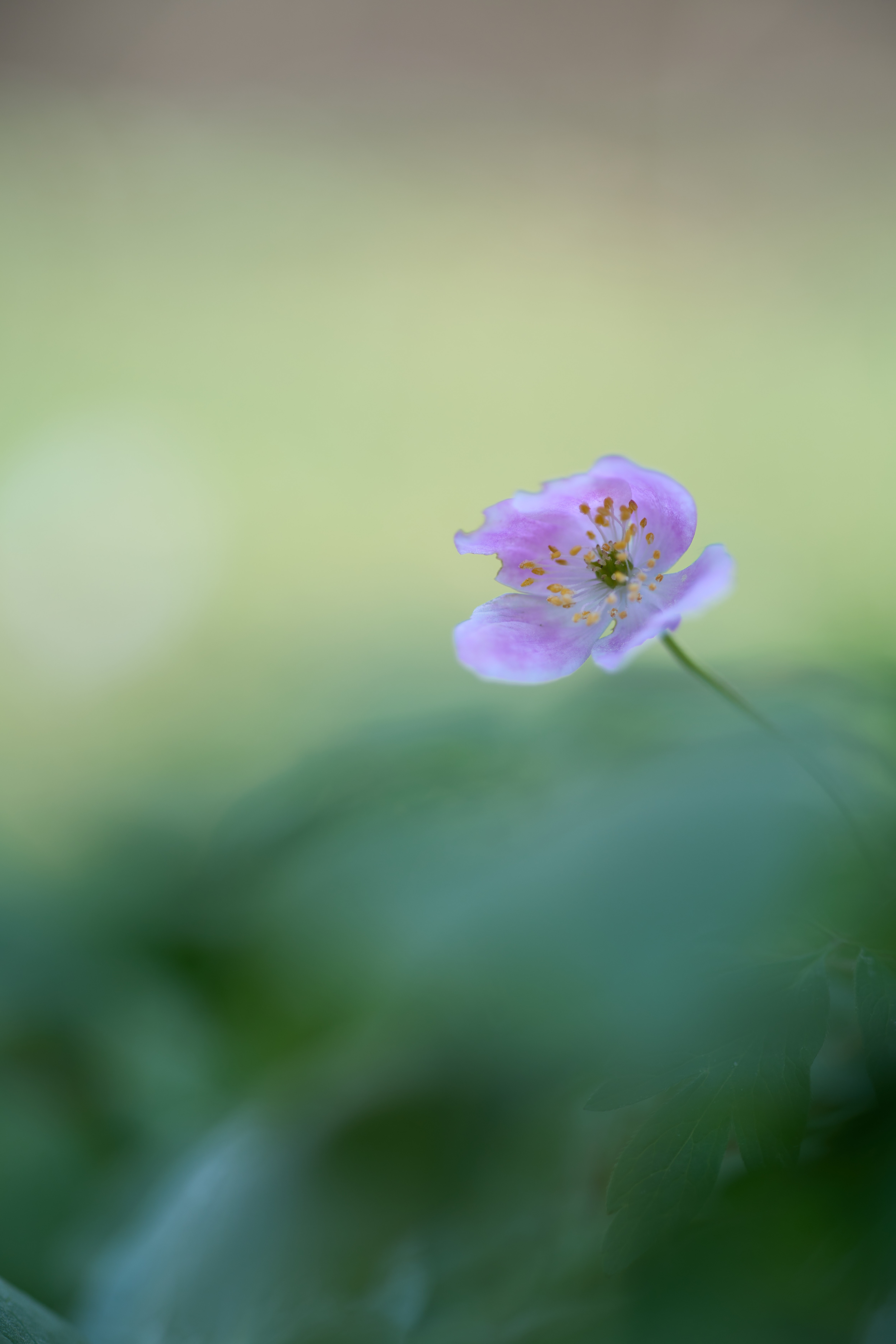 Photo by wolfgang_hasselmann