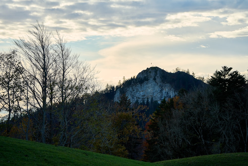 a mountain with trees and grass