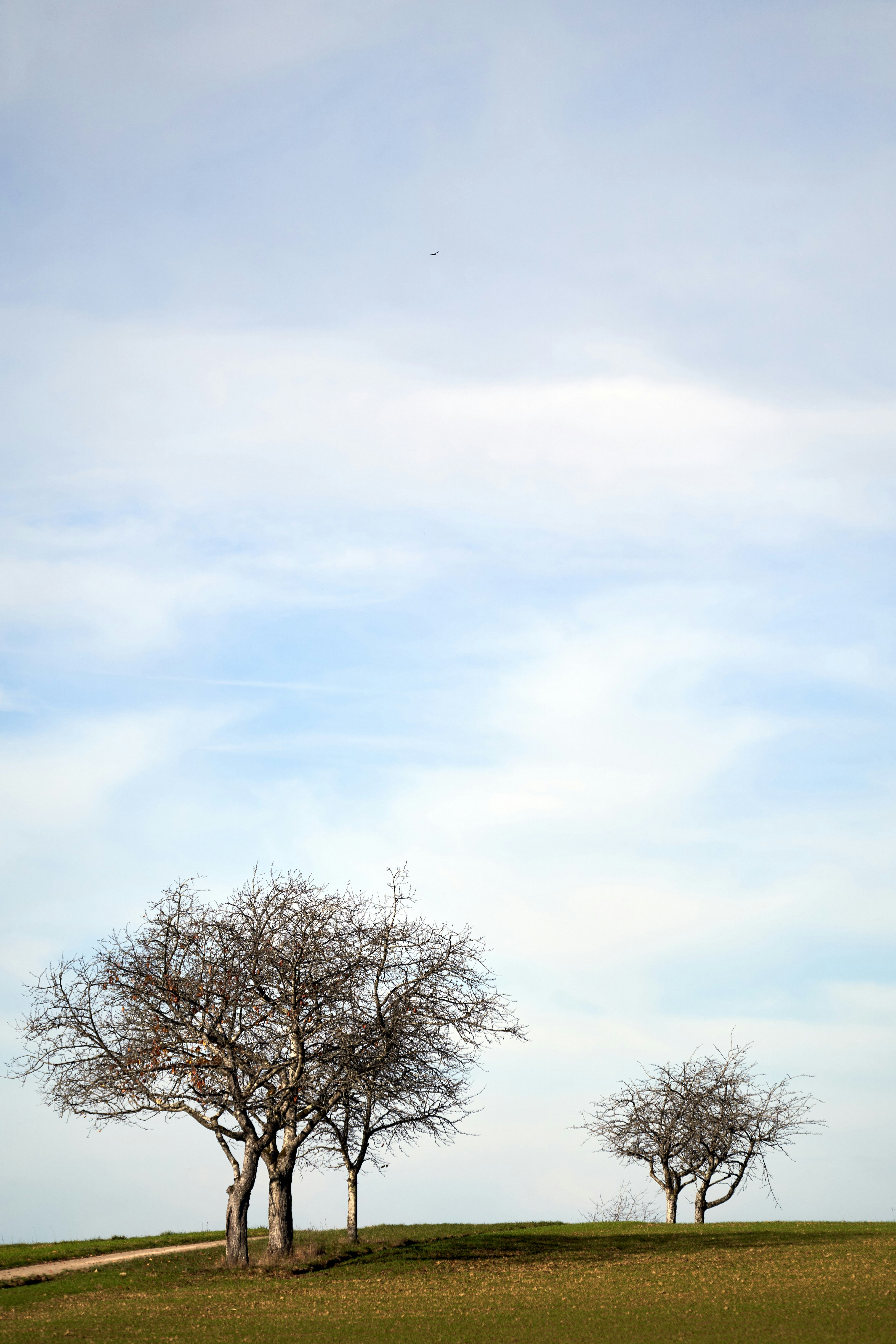 Photo by wolfgang_hasselmann