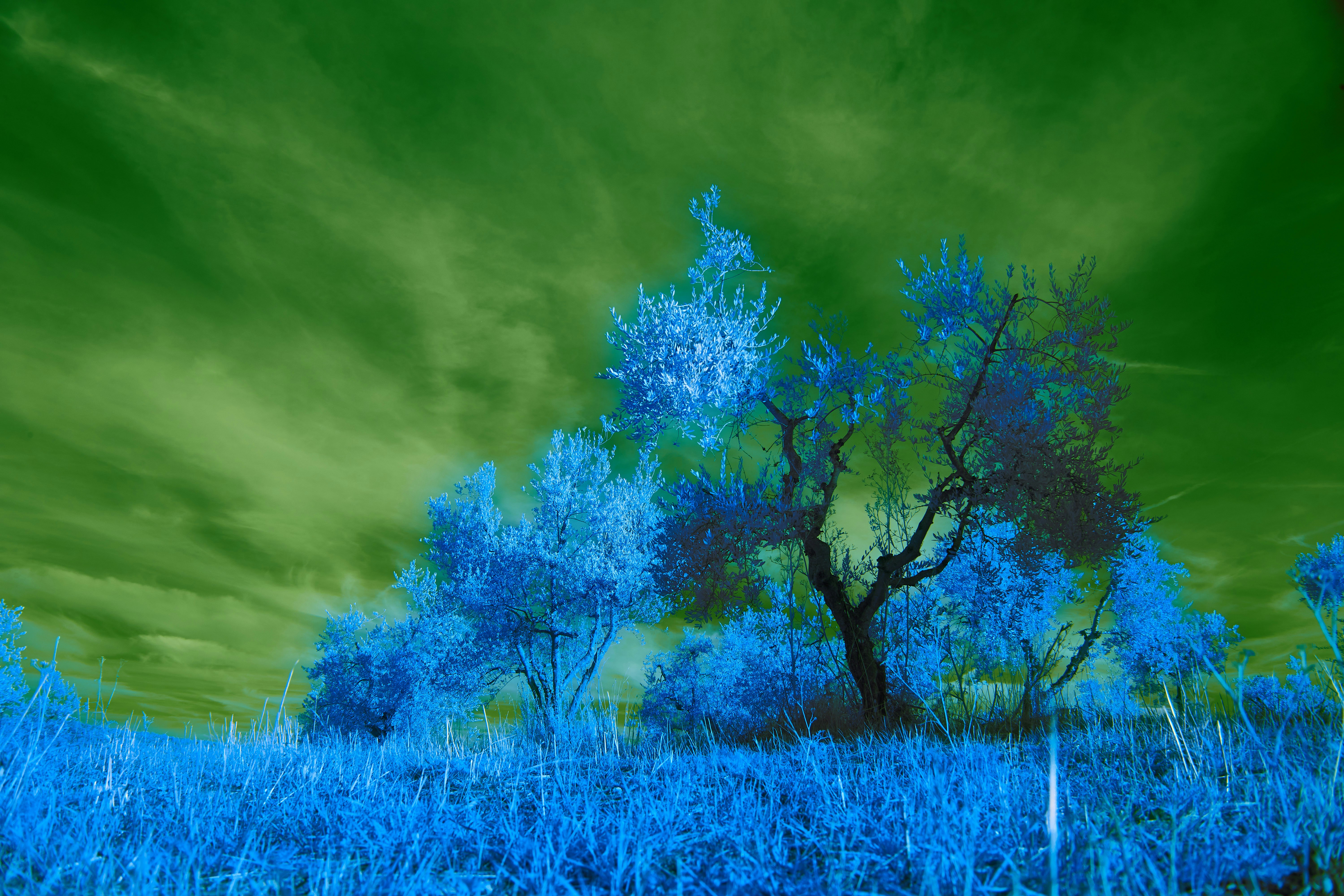 Photo by wolfgang_hasselmann