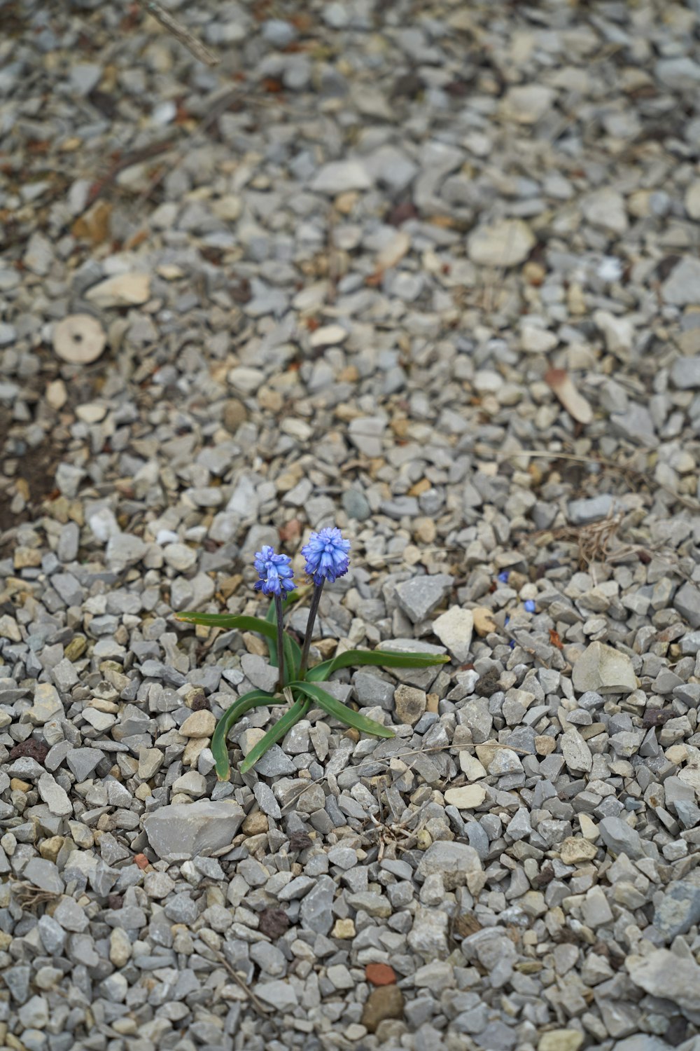 a small purple flower growing out of the ground