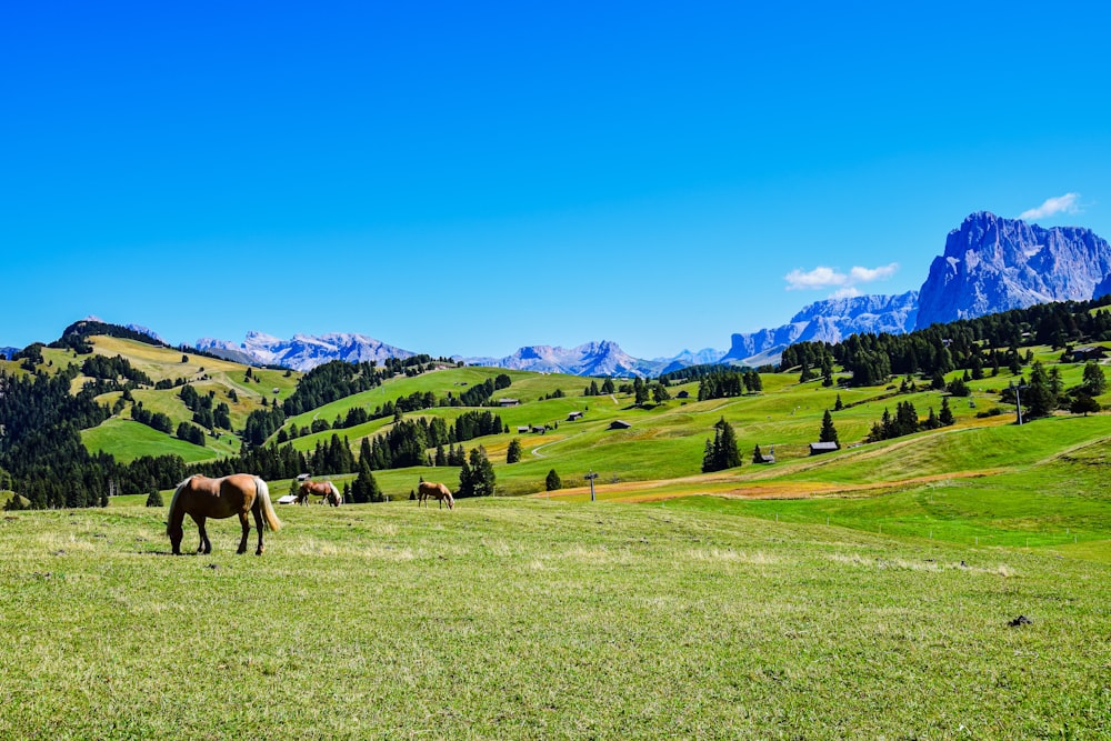 horses grazing on a hill