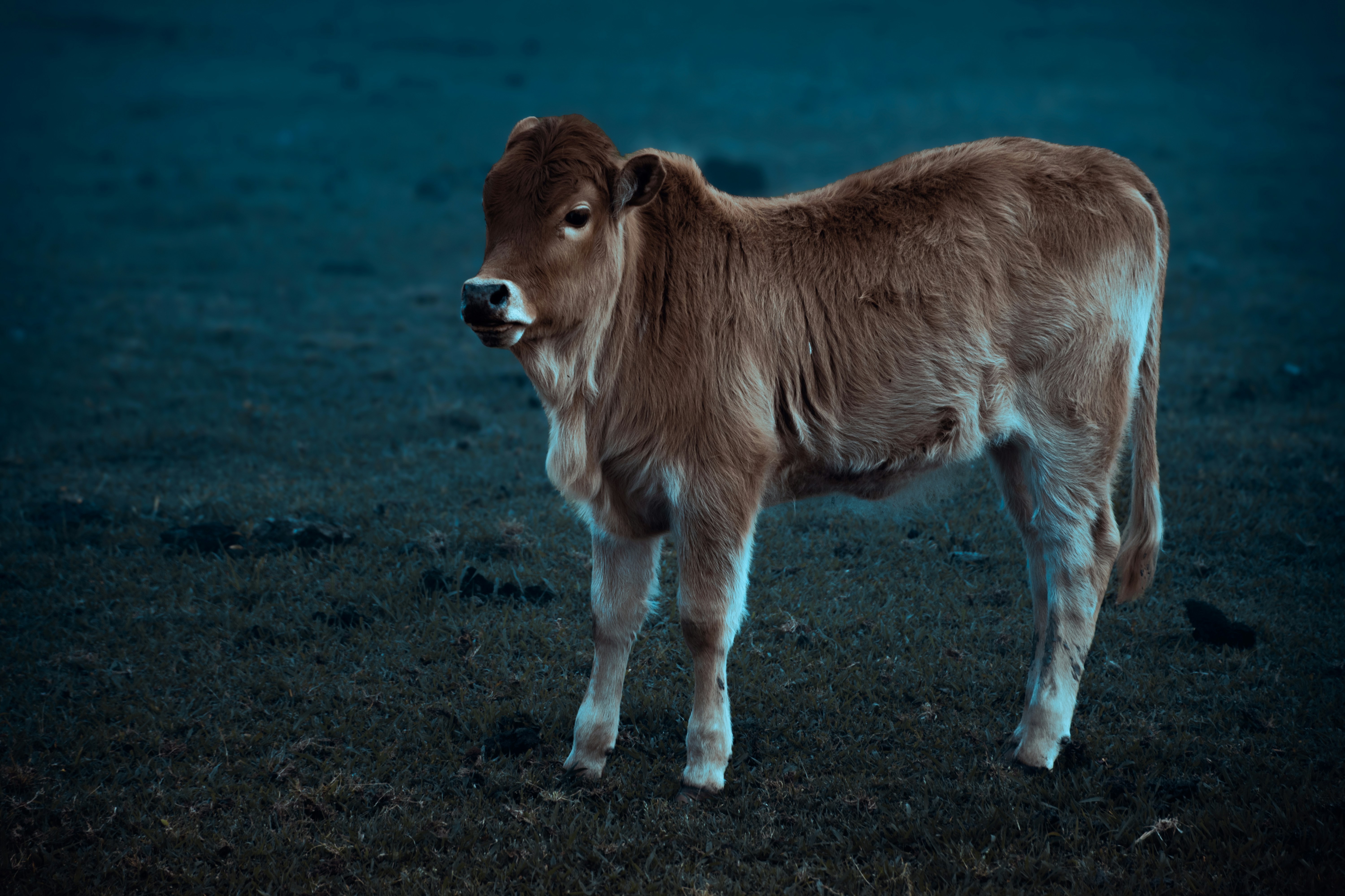 A young calf stands in a dark, grassy field.