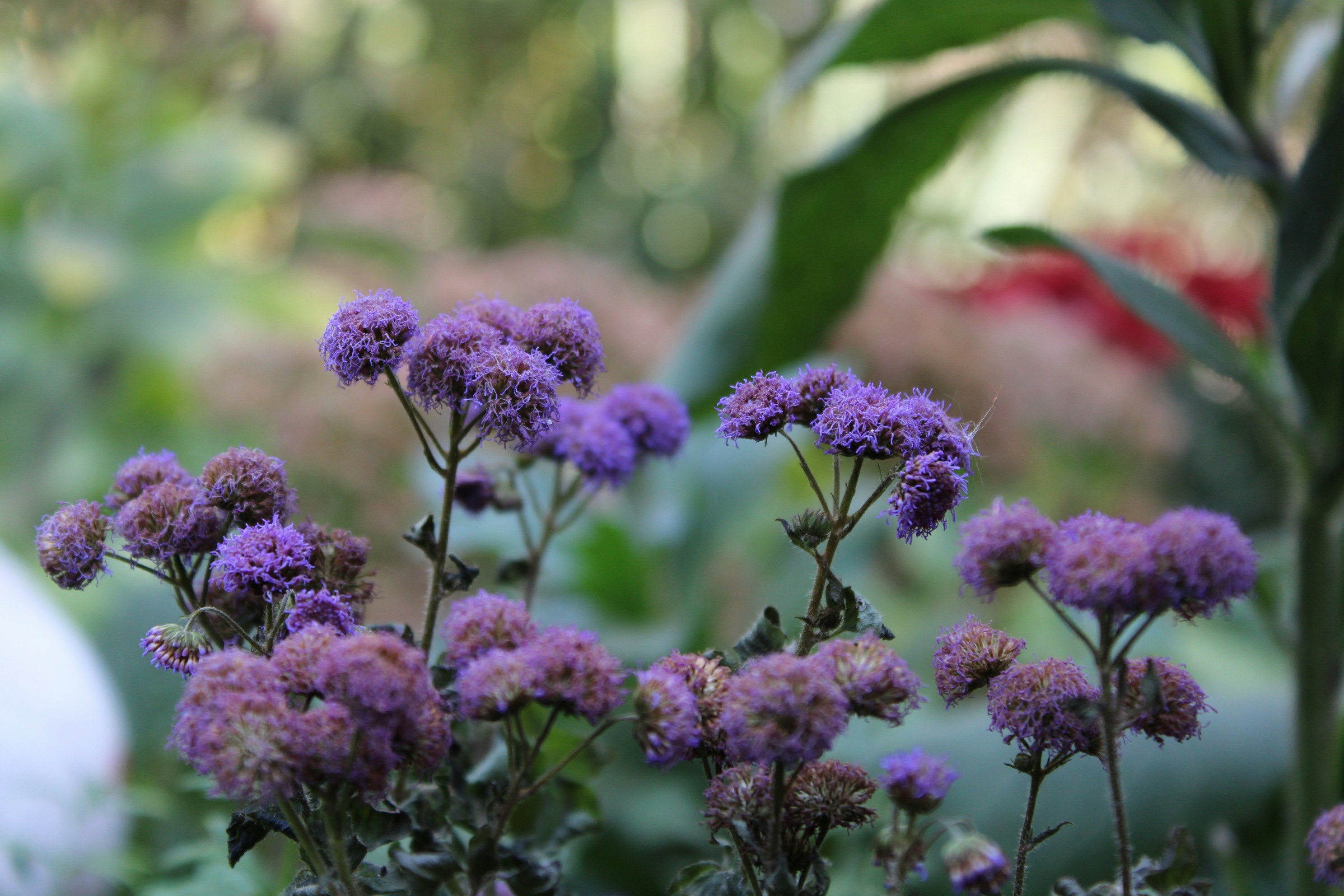 Photo by scilla_bifolia