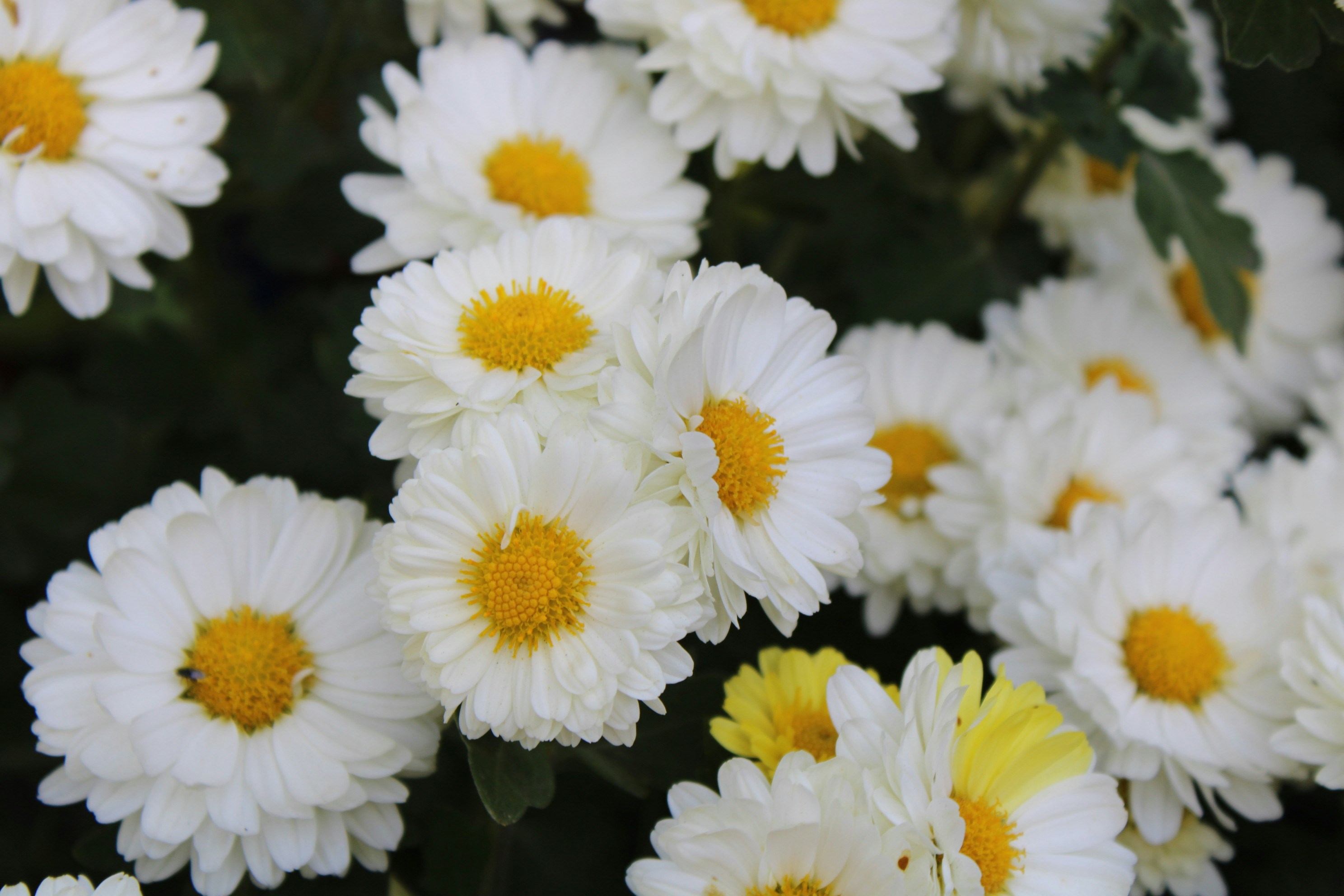 Photo by scilla_bifolia