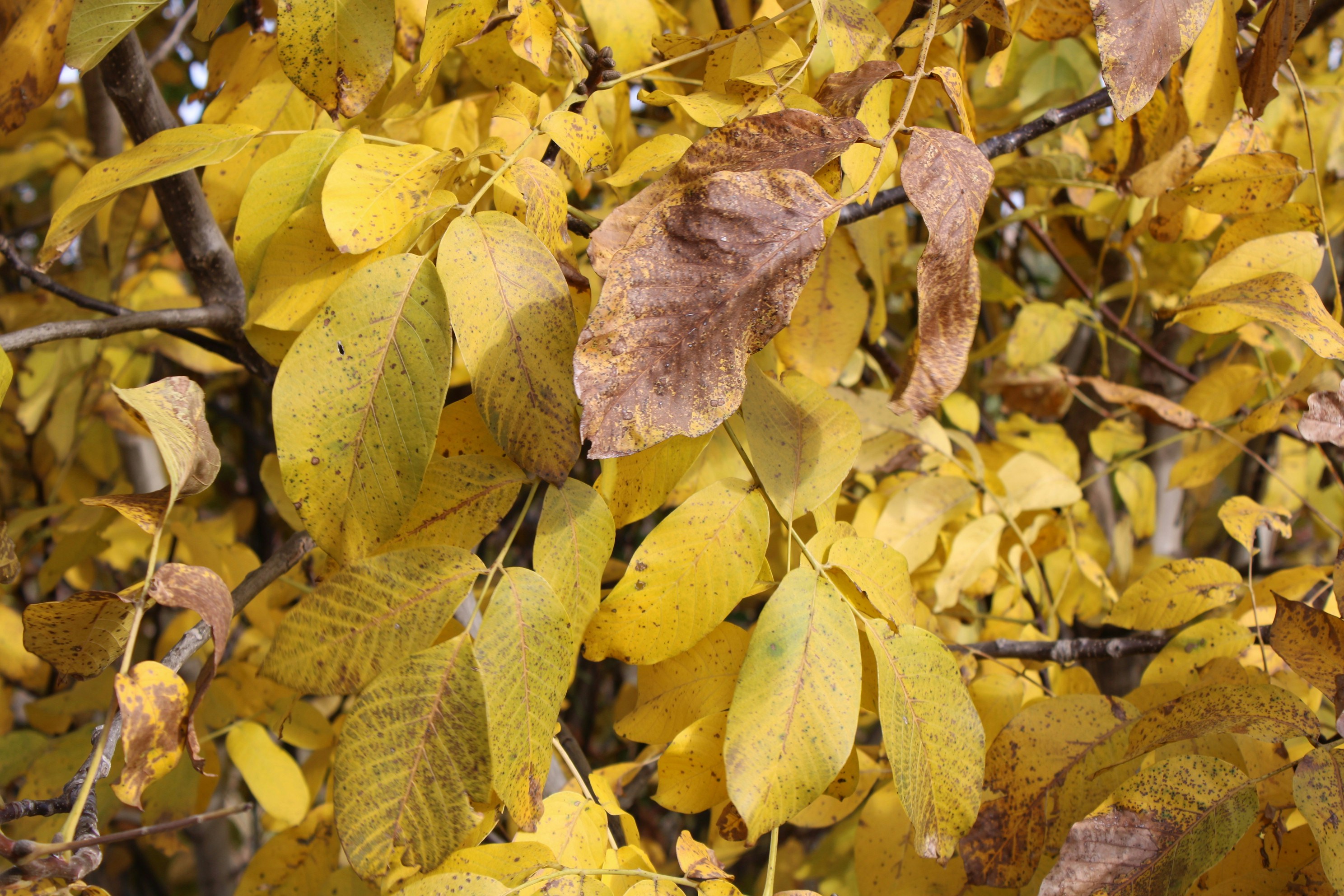 Photo by scilla_bifolia