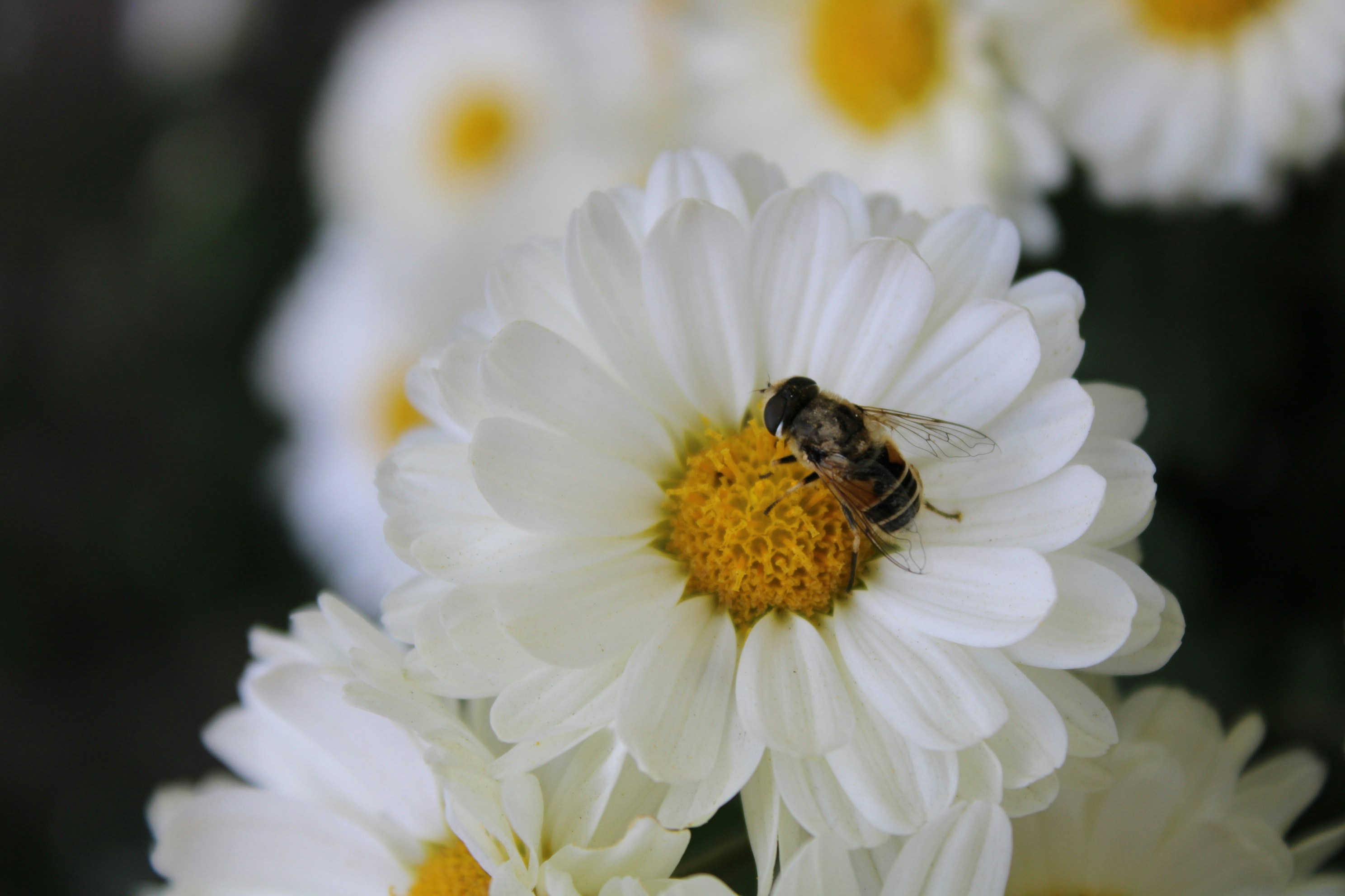 Photo by scilla_bifolia