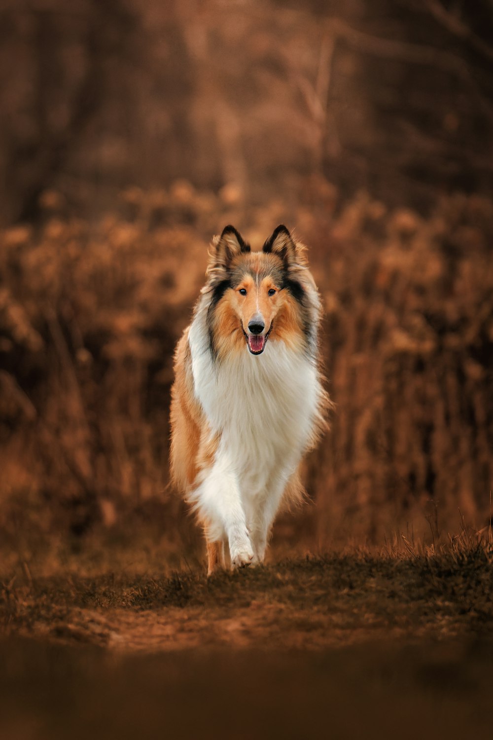 a dog running in the woods