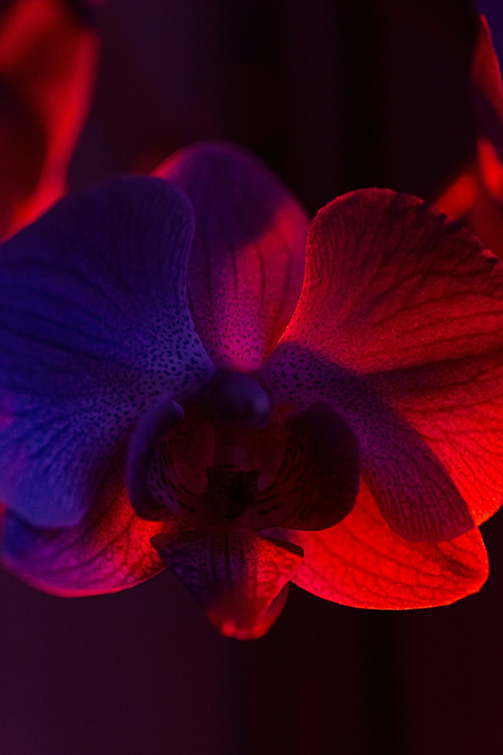 a close up of a flower