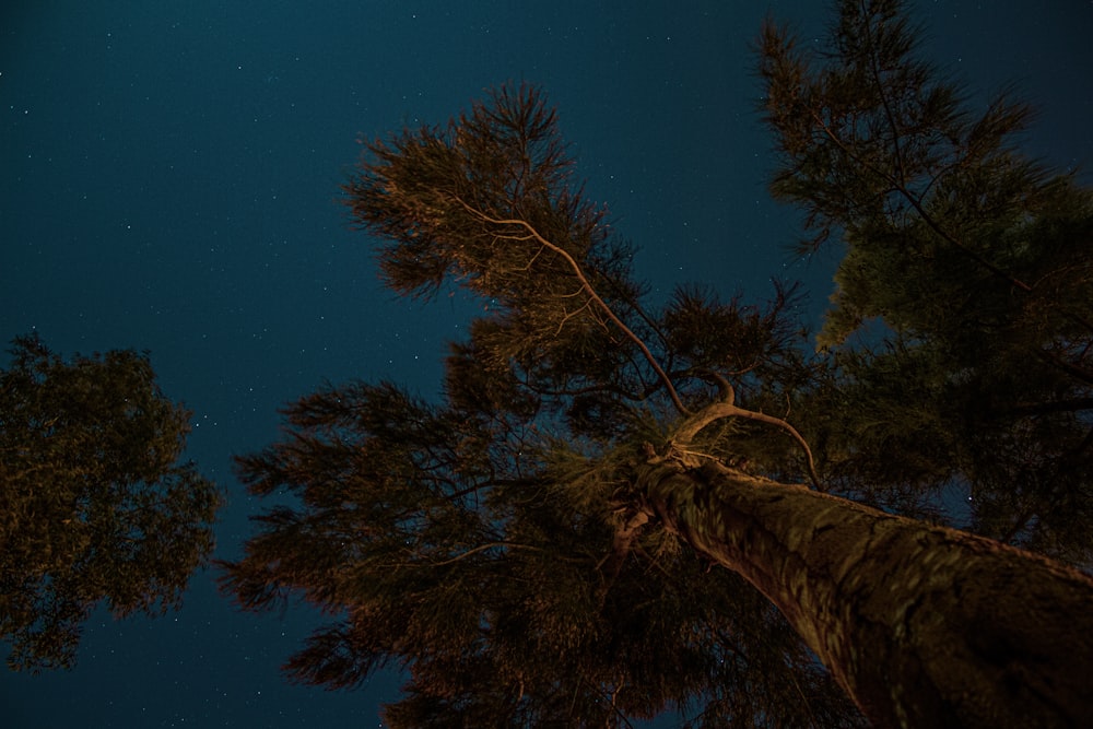 a tree with a light on it