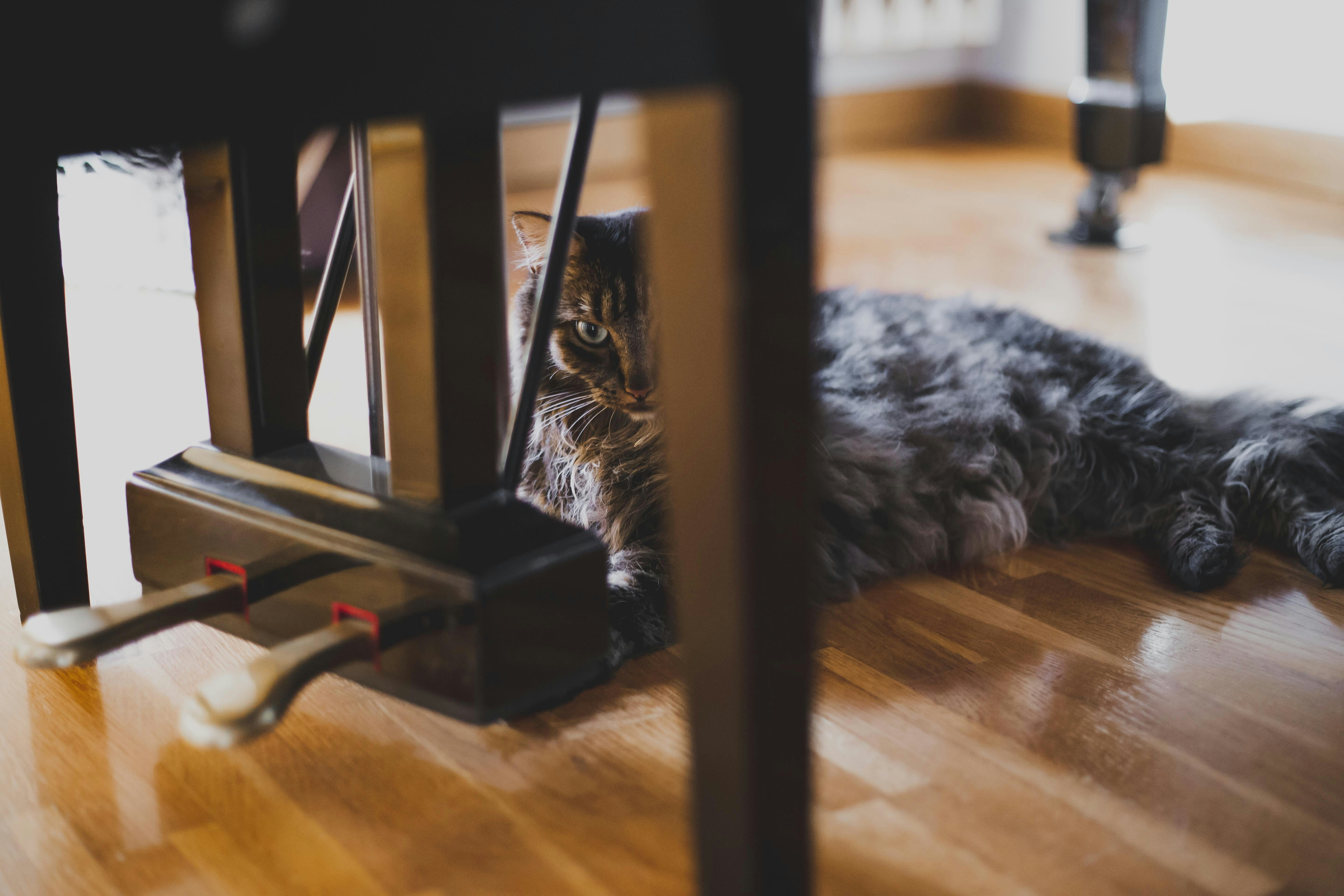 a cat lying on the floor