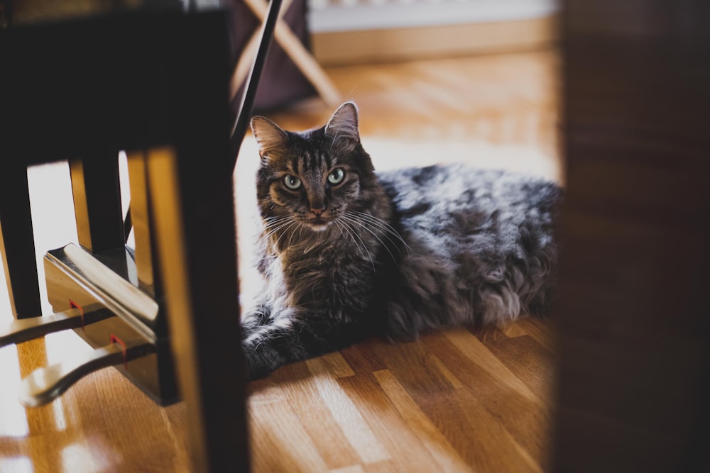 a cat sitting on a chair