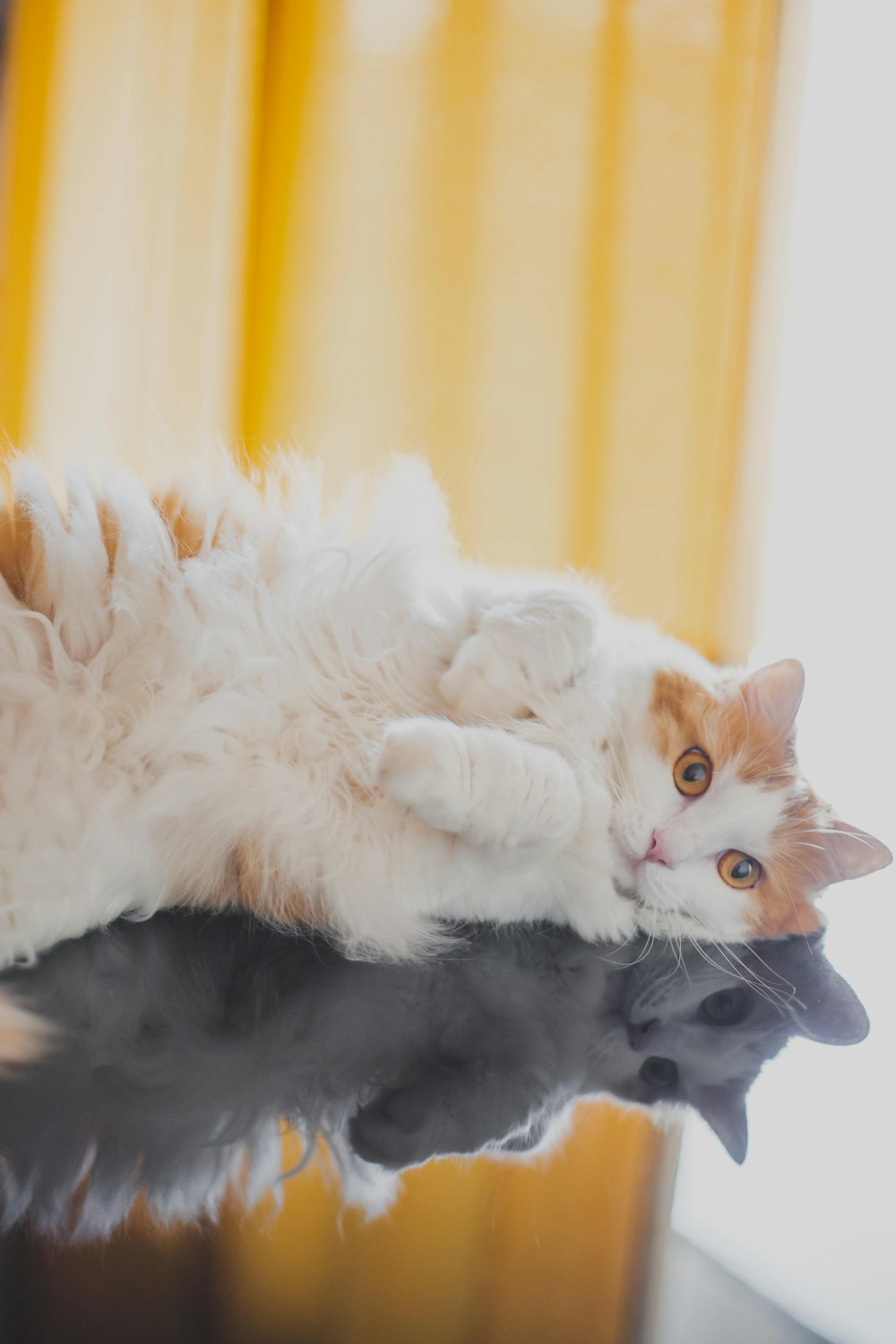 a cat lying on its back