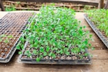 Trays filled with young green seedlings are placed on a rustic wooden surface. The seedlings are planted in a grid layout within plastic seedling trays, with visible soil and small white particles, possibly vermiculite or perlite, used for growing medium. The background shows a slightly blurred, natural outdoor setting suggesting a greenhouse or garden environment.