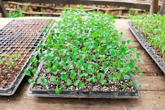 Trays filled with young green seedlings are placed on a rustic wooden surface. The seedlings are planted in a grid layout within plastic seedling trays, with visible soil and small white particles, possibly vermiculite or perlite, used for growing medium. The background shows a slightly blurred, natural outdoor setting suggesting a greenhouse or garden environment.