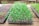 Trays filled with young green seedlings are placed on a rustic wooden surface. The seedlings are planted in a grid layout within plastic seedling trays, with visible soil and small white particles, possibly vermiculite or perlite, used for growing medium. The background shows a slightly blurred, natural outdoor setting suggesting a greenhouse or garden environment.