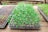 Trays filled with young green seedlings are placed on a rustic wooden surface. The seedlings are planted in a grid layout within plastic seedling trays, with visible soil and small white particles, possibly vermiculite or perlite, used for growing medium. The background shows a slightly blurred, natural outdoor setting suggesting a greenhouse or garden environment.