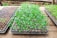 Trays filled with young green seedlings are placed on a rustic wooden surface. The seedlings are planted in a grid layout within plastic seedling trays, with visible soil and small white particles, possibly vermiculite or perlite, used for growing medium. The background shows a slightly blurred, natural outdoor setting suggesting a greenhouse or garden environment.